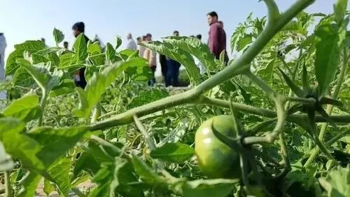فيديو] الطماطم الرامسي.. هوية في ثمرة