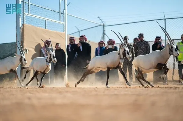 محمية الملك خالد: إطلاق 66 ظبي ريم وإدمي و مها وحبارى