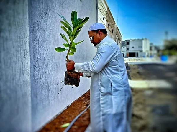 القطيف.. تشجير واجهات 200 منزل في “غرس 3”