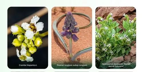اكتشاف 8 نباتات نادرة عالميًا في نيوم