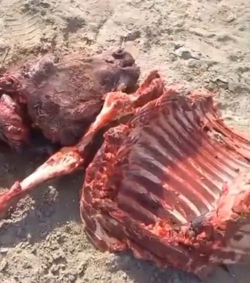 بقايا حمار مذبوح في القديح
