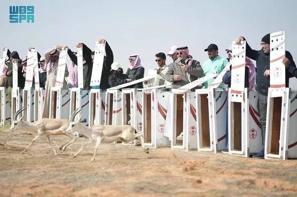 محمية الإمام تركي: إطلاق 95 ظبياً ومهاةً و نعامة