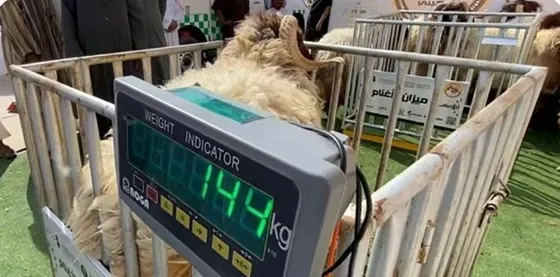 اعتبارًا من 1 محرم.. بدء بيع المواشي الحية بالأوزان