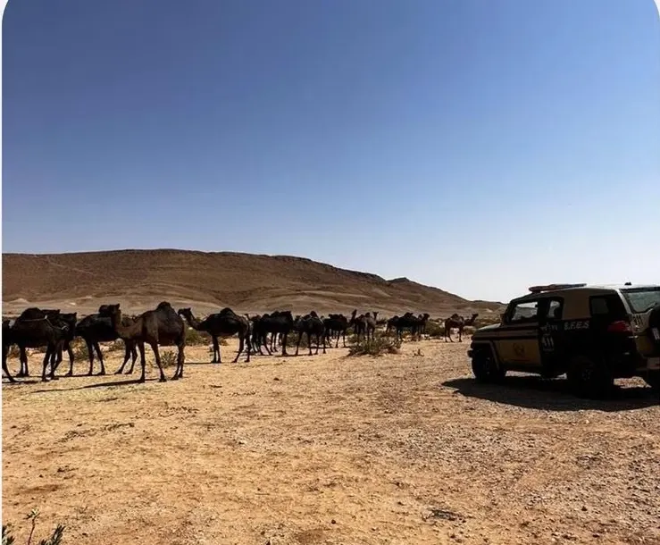 ضبط مواطن رعى 22 متنا من الإبل في محمية ملكية