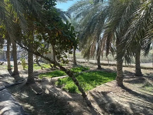 طبيعة القطيف