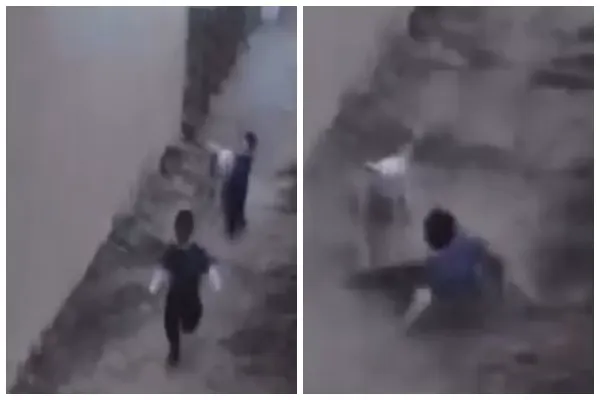 نجران.. نجاة طفل من هجوم شرس لكلاب ضالة