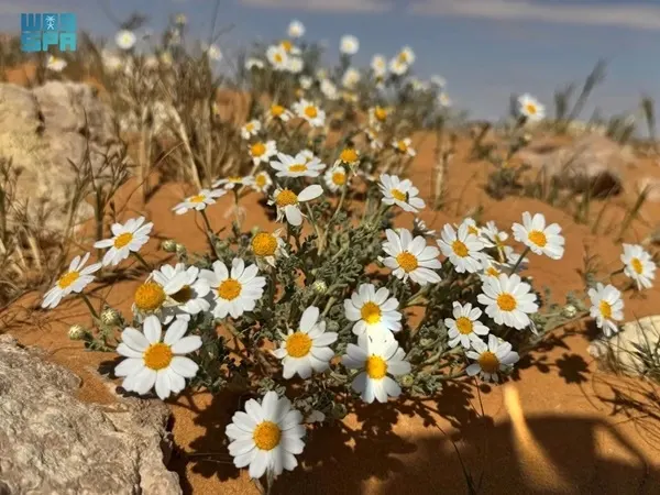 أقحوان الجوف