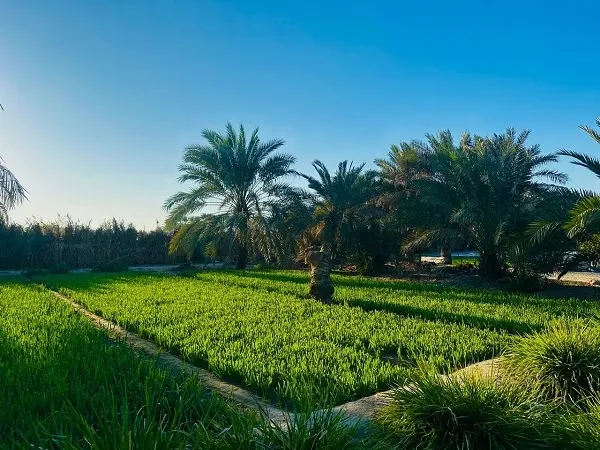 القطيف الخضراء