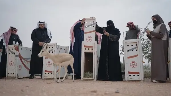 30 حيواناً جديداً في الزلفي و “ريدة” و “شدا الأعلى”
