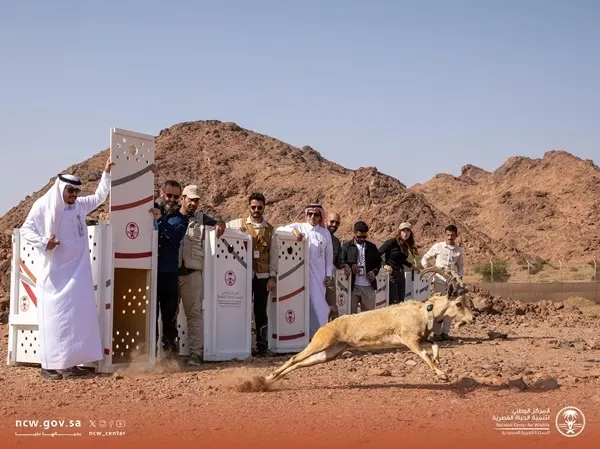 إعادة توطين 16 كائنًا فطريًا في محميات العلا