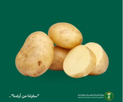 اكتفاء ذاتي.. السعودية تُنتج 87% من احتياجها من البطاطس