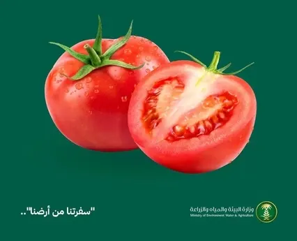 اكتفاء ذاتي.. إنتاج 76% من احتياج الطماطم