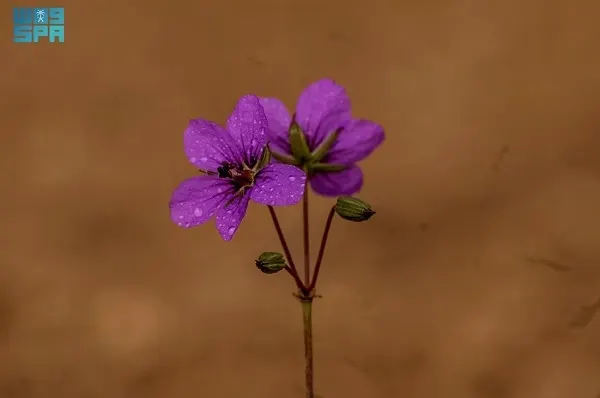 القطينة
