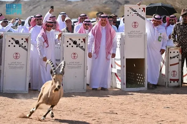 إطلاق 22 وعلاً وظبياً ونسراُ في متنزه البيضاء