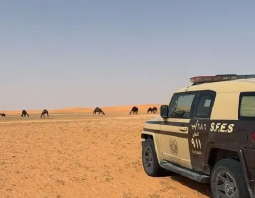 الرياض.. ضبط راعي إبل في محمية ملكية