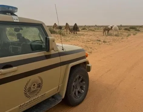 الرياض.. ضبط راعي إبل في محمية ملكية