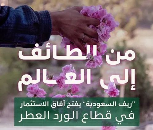 “ريف”: دعم 400 مزارع للورد العطري وزيادة الإنتاج 34%