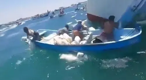 انقلاب سفينة أغنام قرب سواحل عدن
