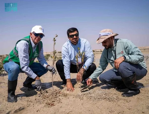 محمية الجبيل.. مبادرة لاستزراع 3 ملايين شجرة منغروف