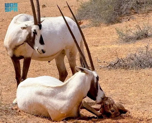ولادة المها العربي في القصيم