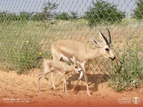 ولادة 5 غزلان ريم في واحة بريدة العالمية