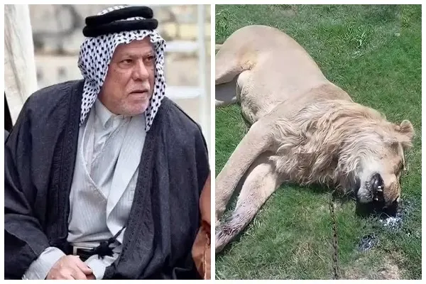 العراق.. أسد يفترس صاحبه في الكوفة