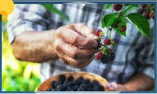 زراعة التوت المحلي في حديقة صفوى