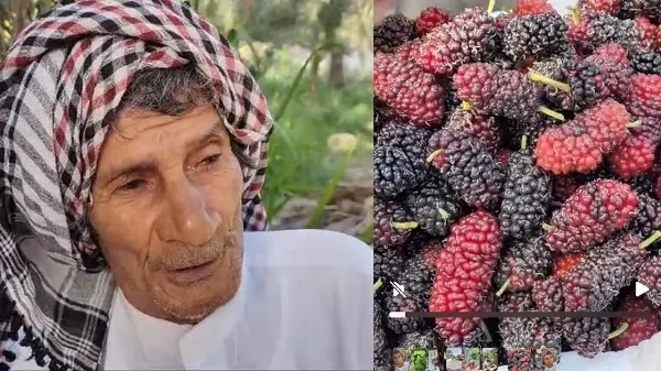 فيديو] التوف القطيفي ليس قطيفياً.. أنواعه مستوردة