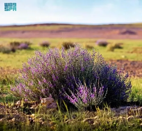 “العيهلان” يعود إلى محمية الإمام تركي