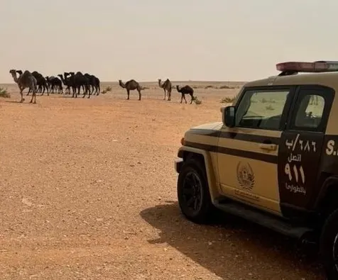 الرياض.. ضبط راعي إبل في محمية ملكية