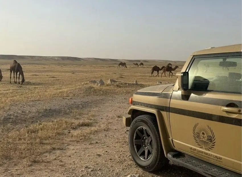 الرياض.. ضبط راعي إبل مخالف