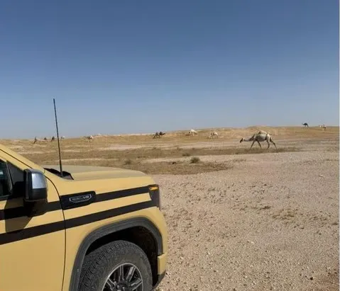 الرياض.. ضبط راعي إبل في محمية ملكية