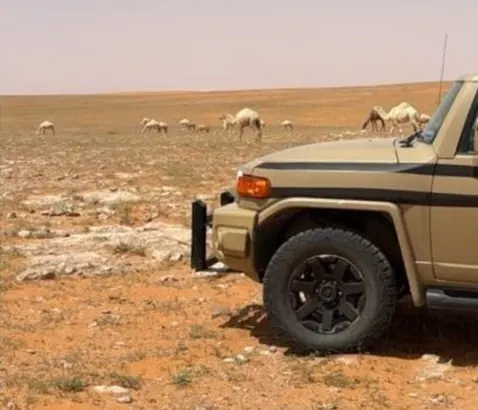 الرياض.. ضبط راعي إبل في محمية ملكية
