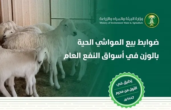 بدءاً من محرم.. بيع المواشي الحية بالوزن