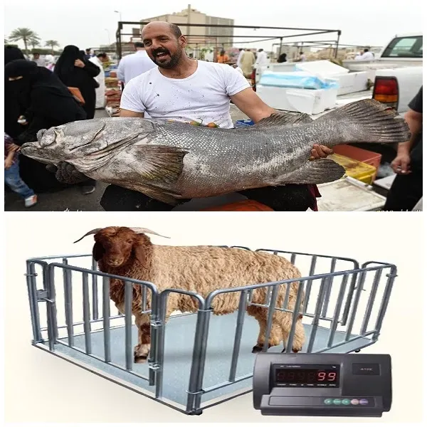 على غرار الأسماك.. بيع المواشي بالكيلو حسب النوع والعمر