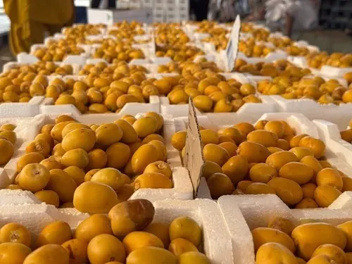 بواكير تمور المدينة تُنعش الأسواق بأكثر من 58 صنفًا