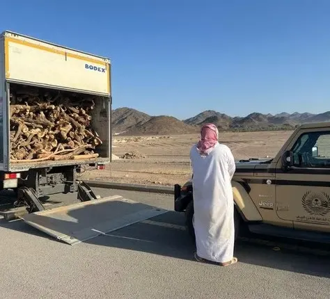 في الرياض والمدينة.. ضبط تاجر حطب وراعي إبل في محمية ملكية