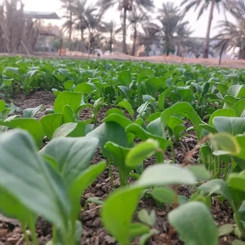 خضرة القطيف