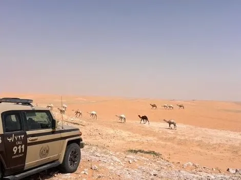 الرياض.. ضبط راعي إبل في محمية ملكية