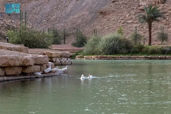 شعيب غذوانة
