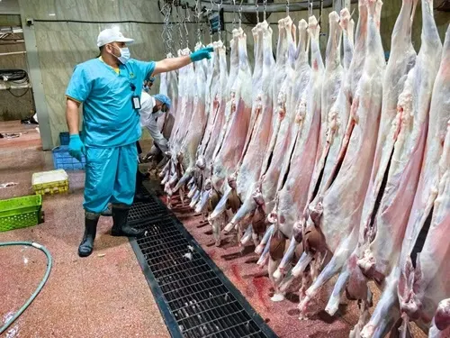 6086 أضحية استقبلتها مسالخ القطيف في العيد