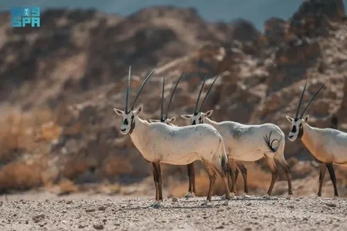 نيوم.. 1100 حيوان عادت إلى بيئتها بعد عشرات السنين