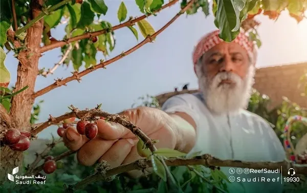 تطوير زراعة أنسجة أشجار البُن ورفع كفاءتها بنسبة 30%