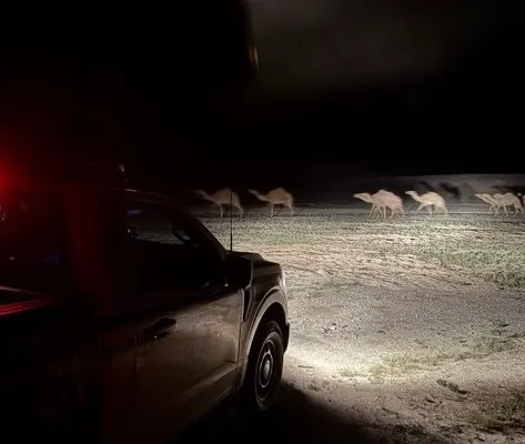 في الرياض والمدينة.. ضبط راعي إبل ومستغلي رواسب