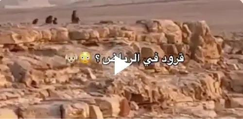 الحياة الفطرية: فيديو قرود البابون في الرياض نتيجة اقتناء غير نظامي
