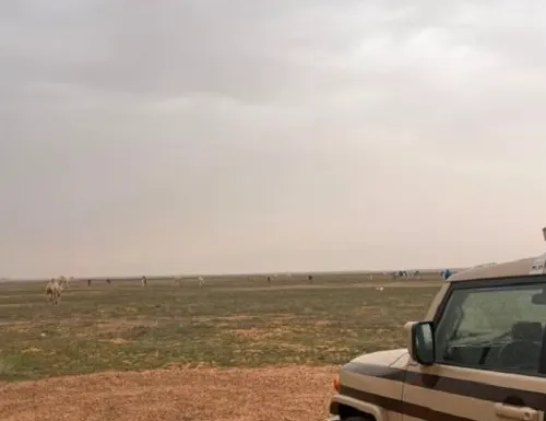 الرياض.. ضبط راعي إبل في محمية ملكية
