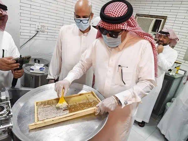 فرز عسل المنغروف في القطيف