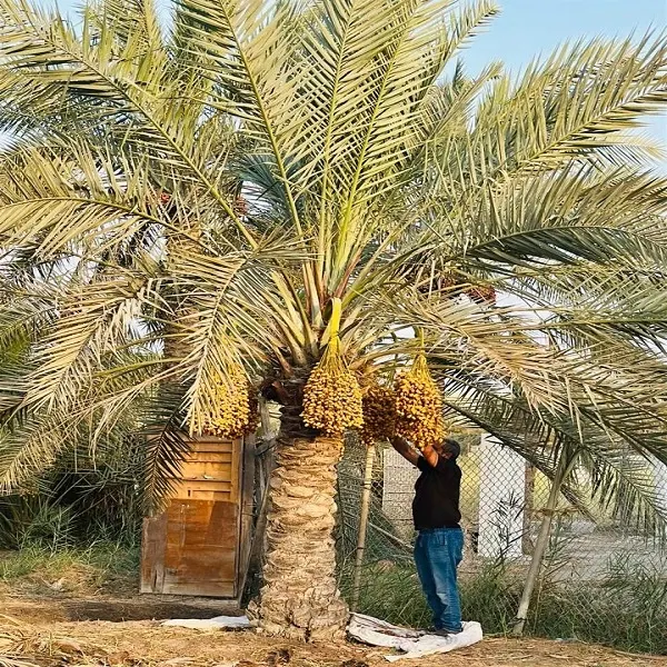 خصبة باب.. من أصناف نخيل القطيف