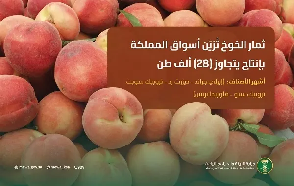 28 ألف طن.. إنتاج المملكة من الخوخ سنوياً