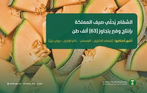 الشمام السعودي يوفّر 63 ألف طن سنوياً